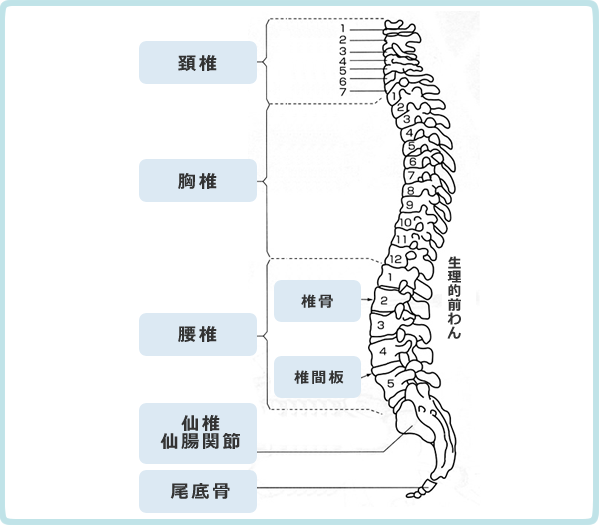脊椎の構造と生理的前わん
