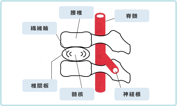 椎間板と神経根の構造