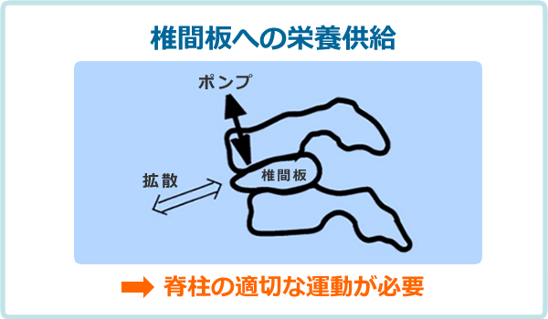 椎間板への栄養供給